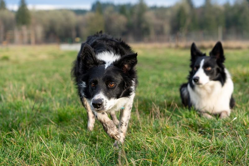 Border Collie