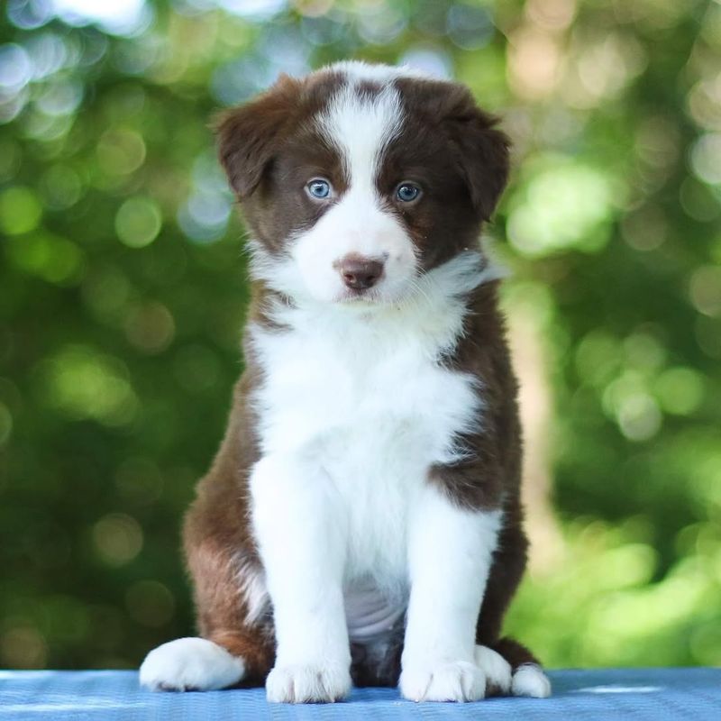 Border Collie Puppy