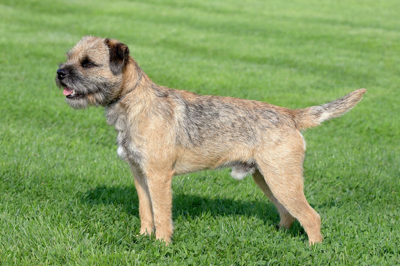 Border Terrier