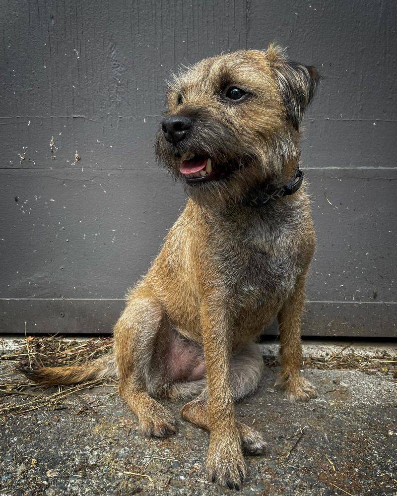 Border Terrier