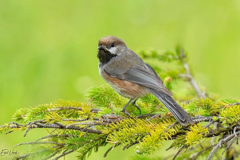 Boreal Chickadee