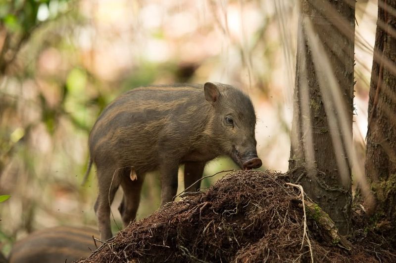 Bornean Bearded Pig