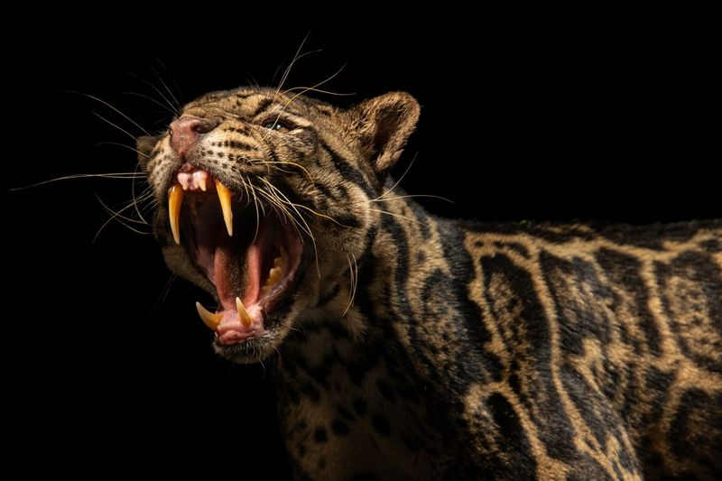 Bornean Clouded Leopard