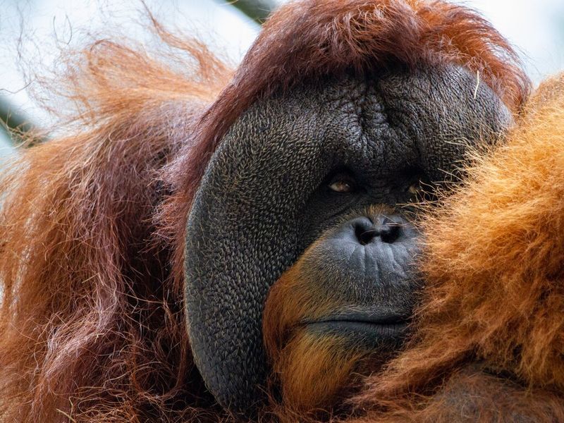 Bornean Orangutan