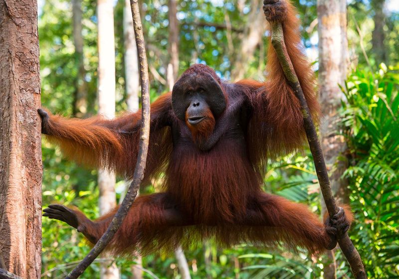 Bornean Orangutan