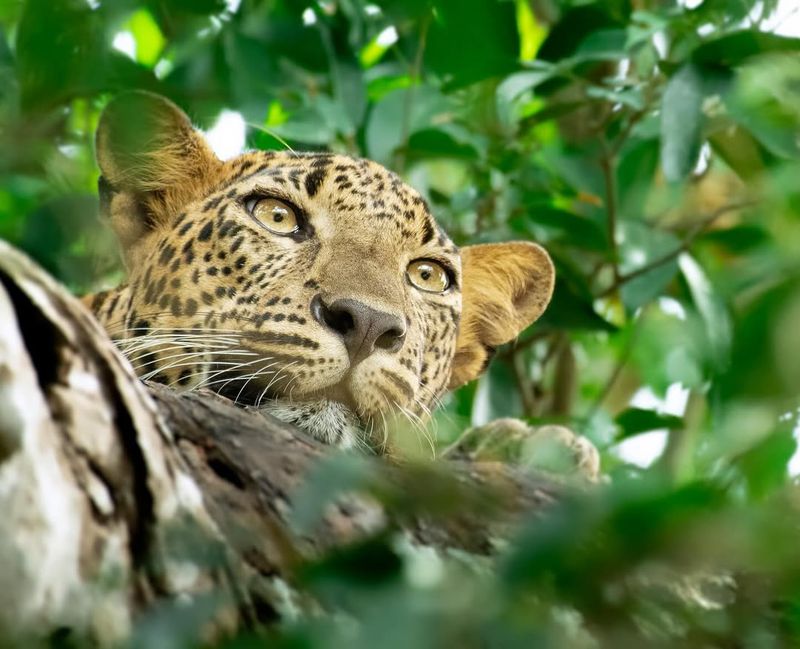 Sri Lankan Leopard