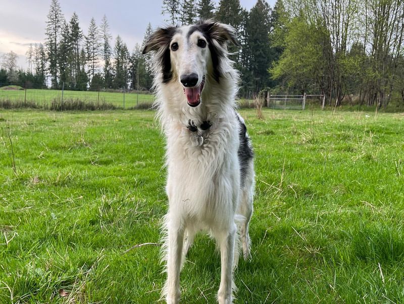 Borzoi