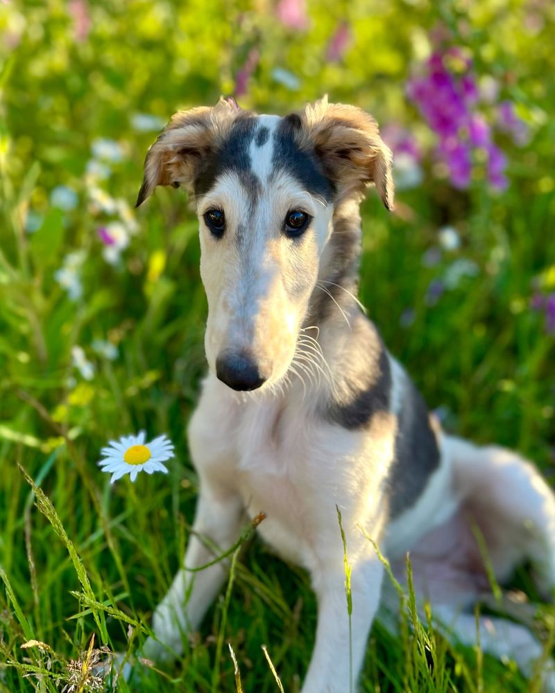 Borzoi