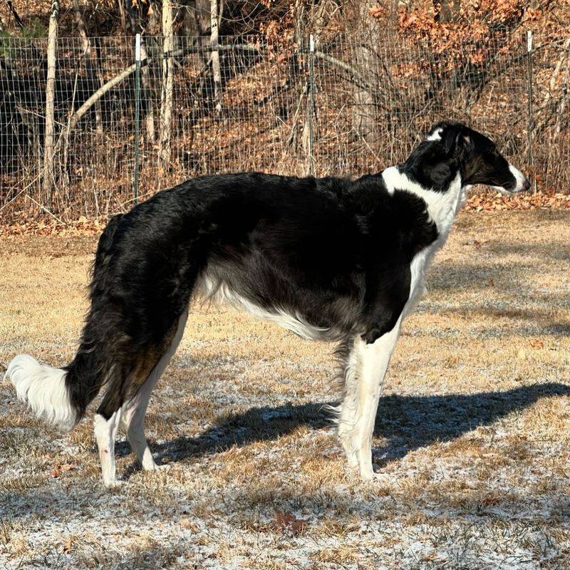 Borzoi