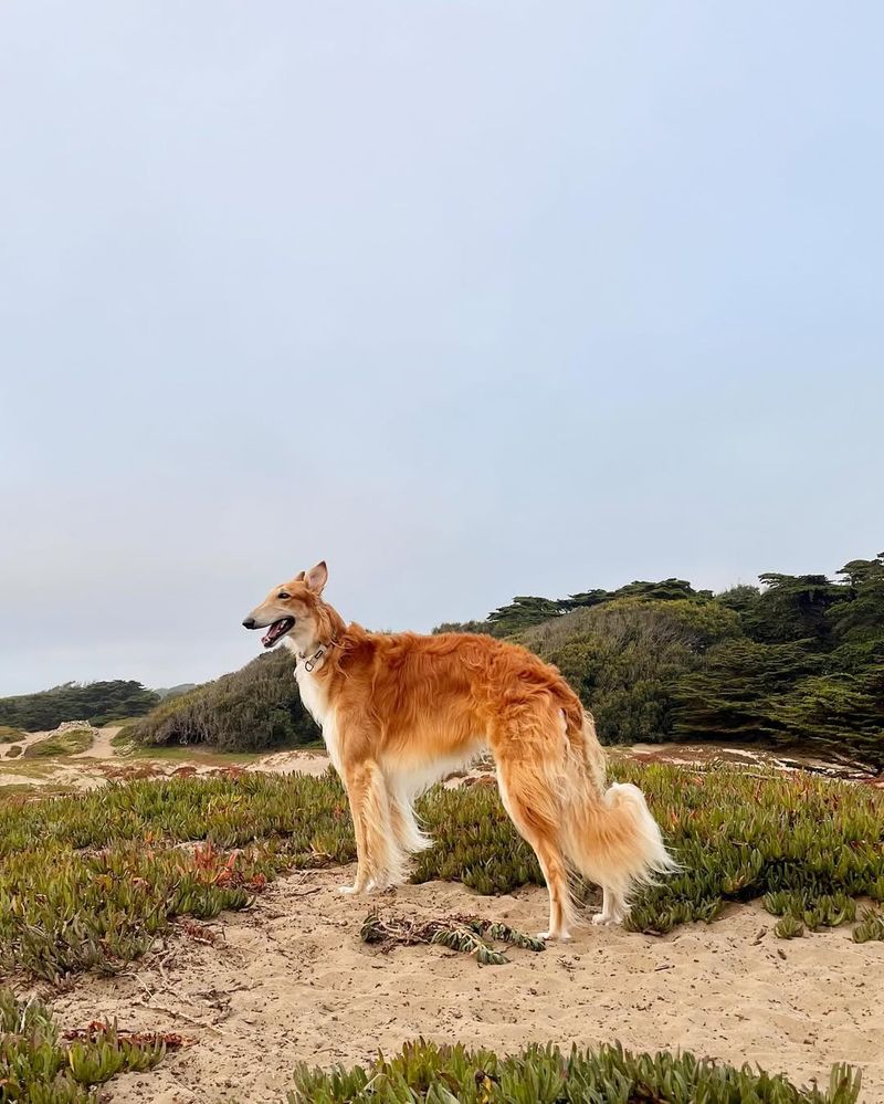 Borzoi