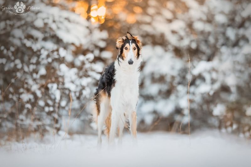 Borzoi