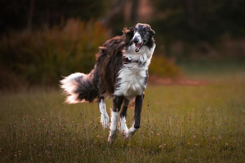 Borzoi