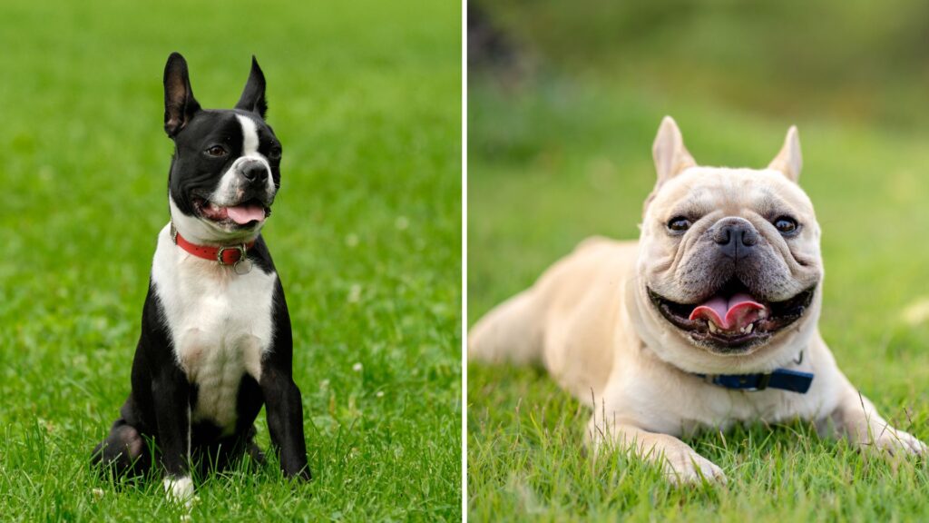 Boston Terrier – French Bulldog