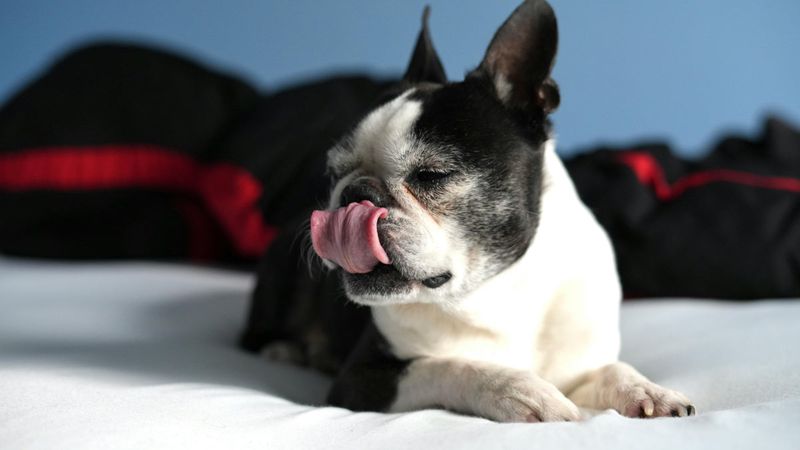 Boston Terrier