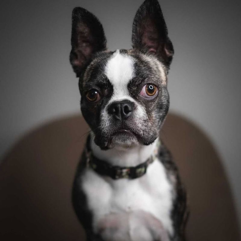 Boston Terrier