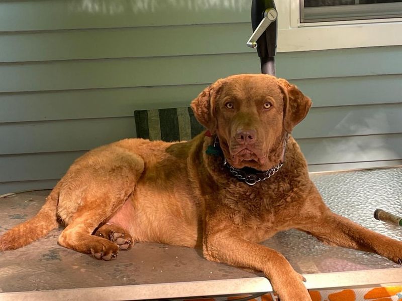 Chesapeake Bay Retriever