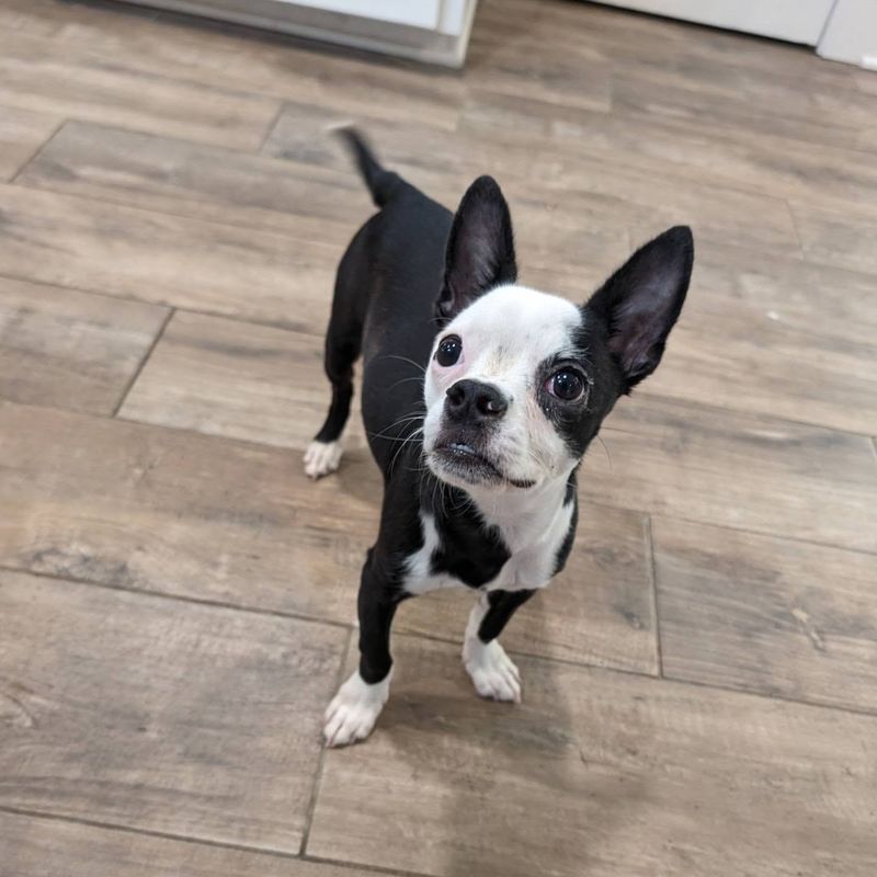 Boston Terrier