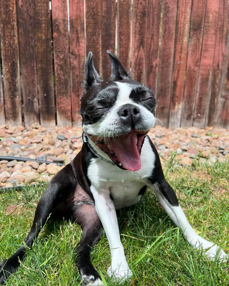 Boston Terrier