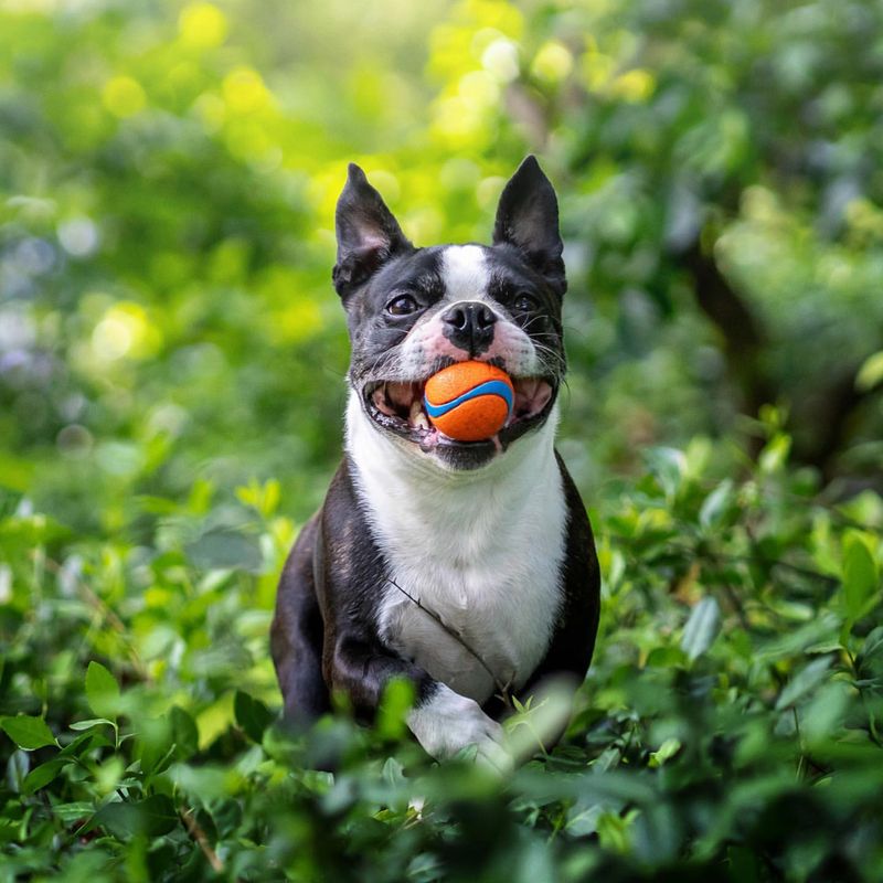 Boston Terrier