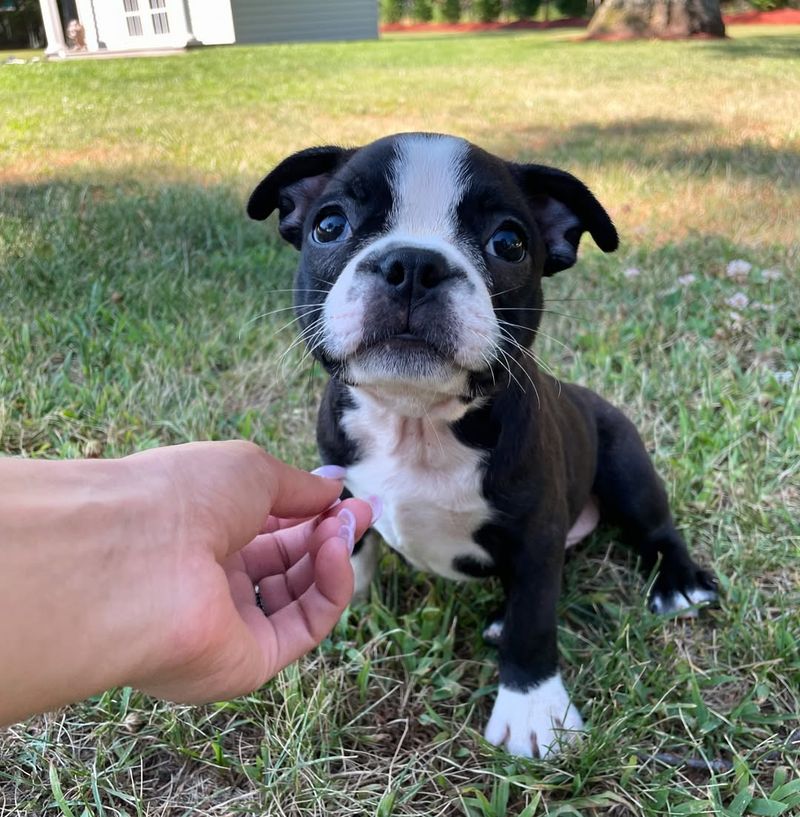 Boston Terrier Puppy