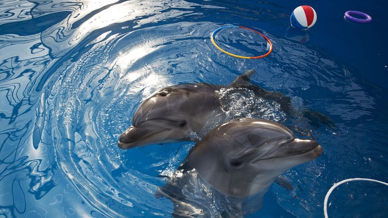 Bottlenose Dolphin