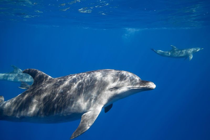 Bottlenose Dolphin (Florida)