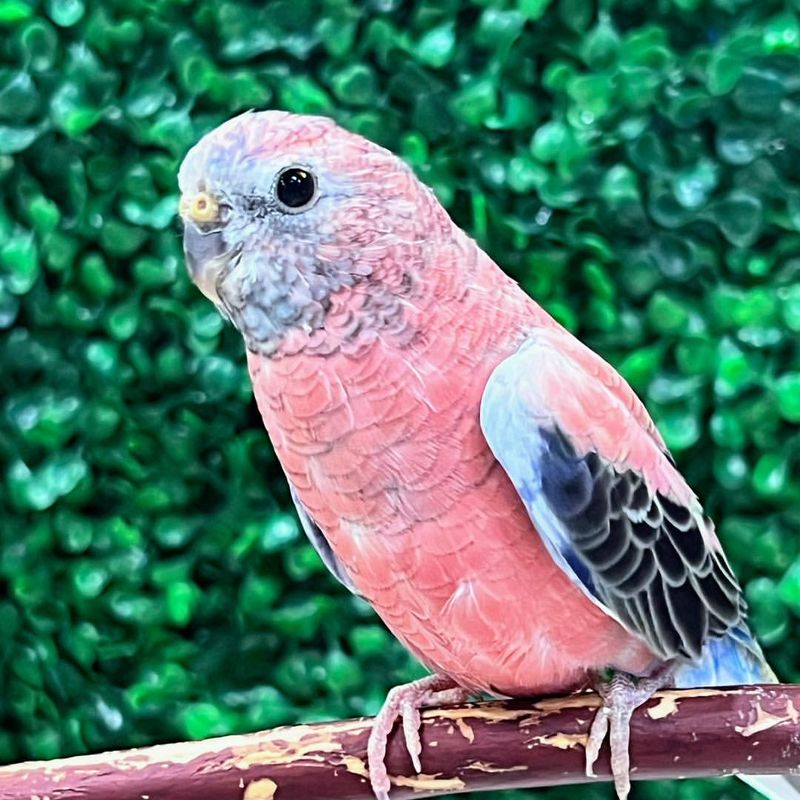 Bourke's Parakeet