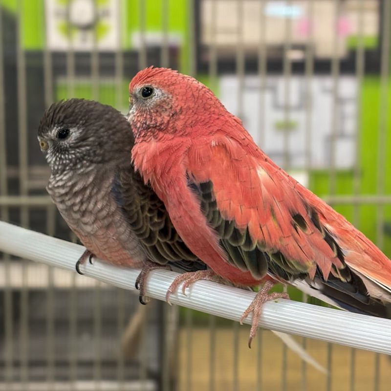 Bourke's Parakeet