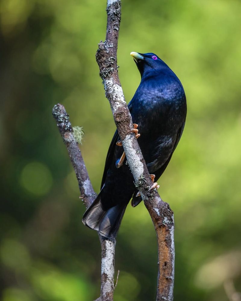 Bowerbirds