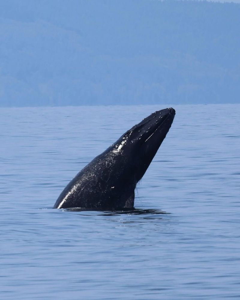 Bowhead Whale