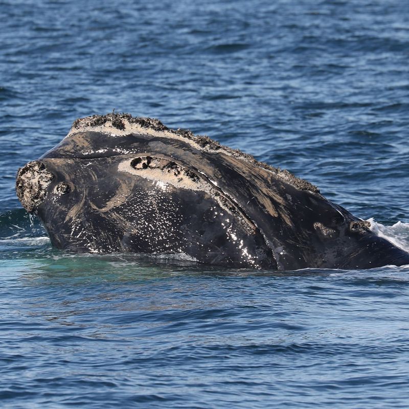 Right Whale