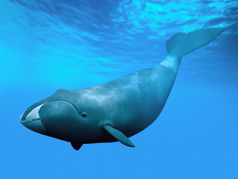 Bowhead Whales – The Longest-Living Mammals