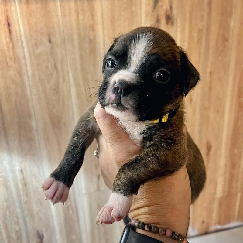 Boxer Puppy