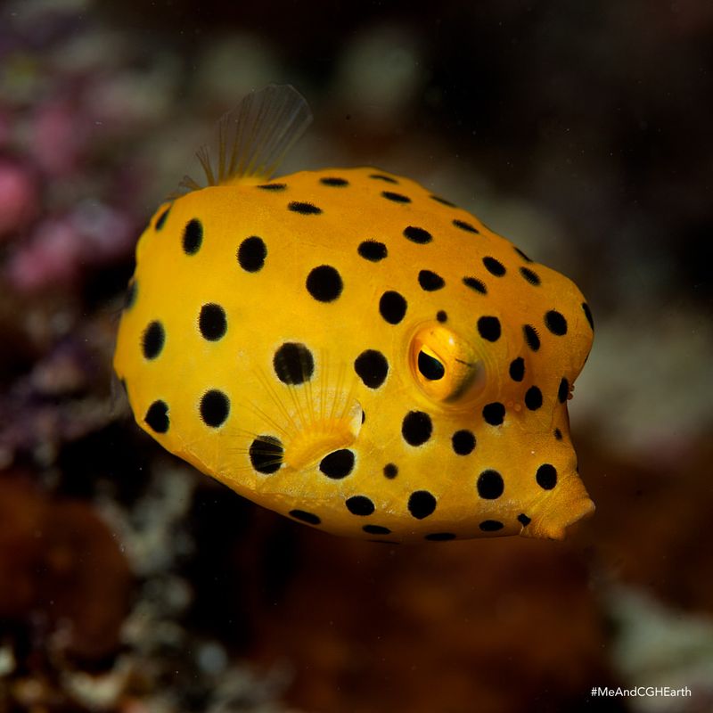 Boxfish