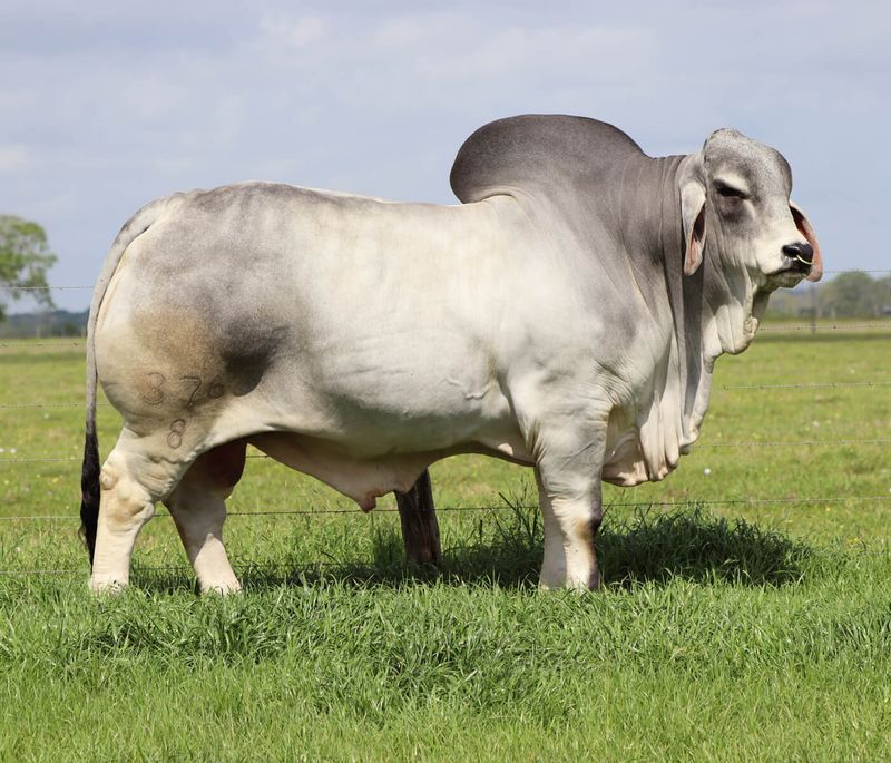 Brahman