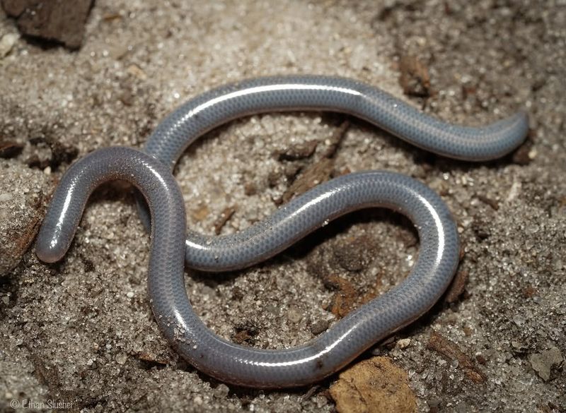 Brahminy Blindsnake