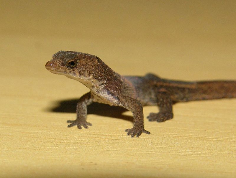 Brazilian Pygmy Gecko