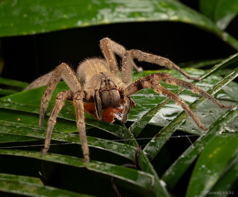 Brazilian Wandering Spider