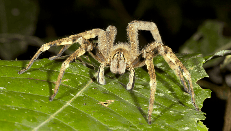 Brazilian Wandering Spider