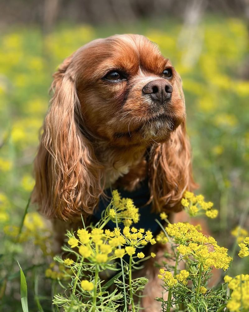 Ever Heard Of Cockalier Dogs This Unique Breed Is Sure To Steal Your 