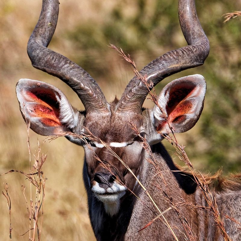 Interesting Vocalizations