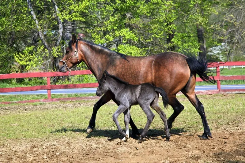 Breeding Practices