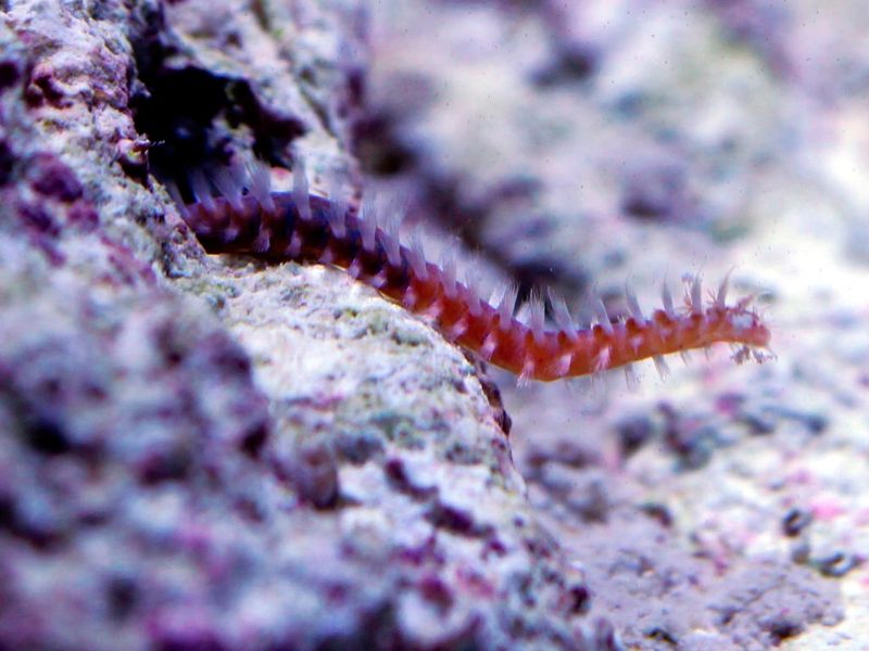 Bristle Worm