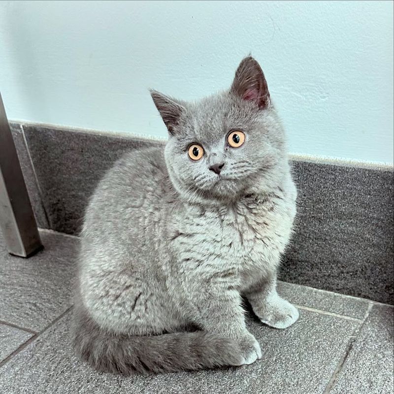 British Shorthair