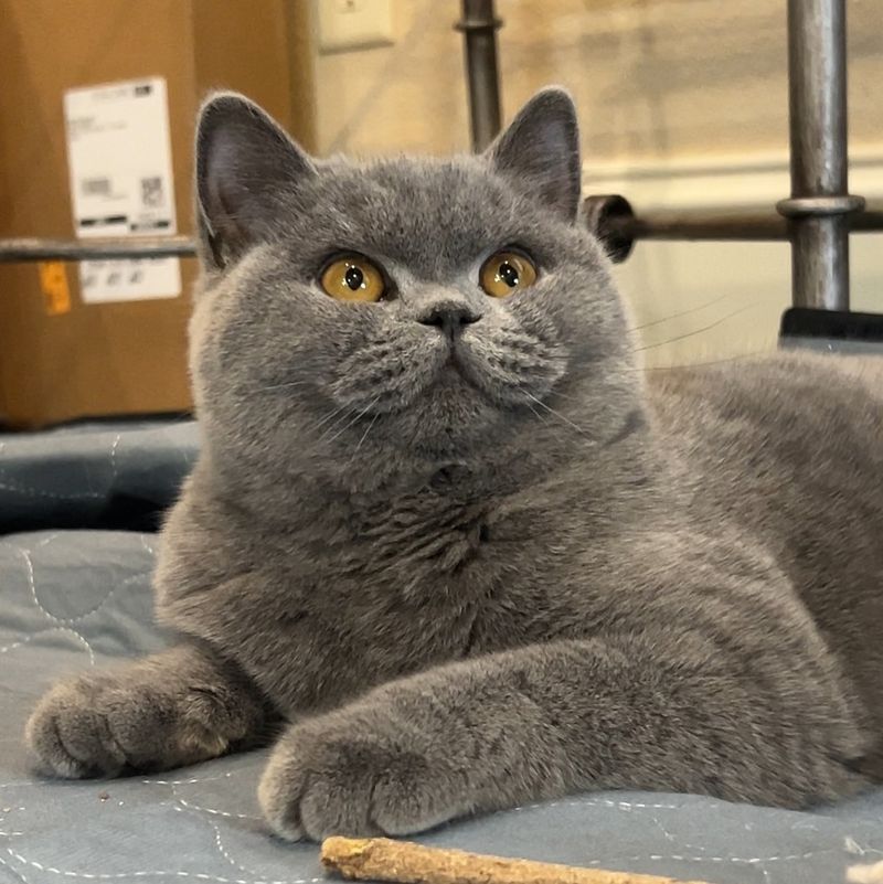 British Shorthair