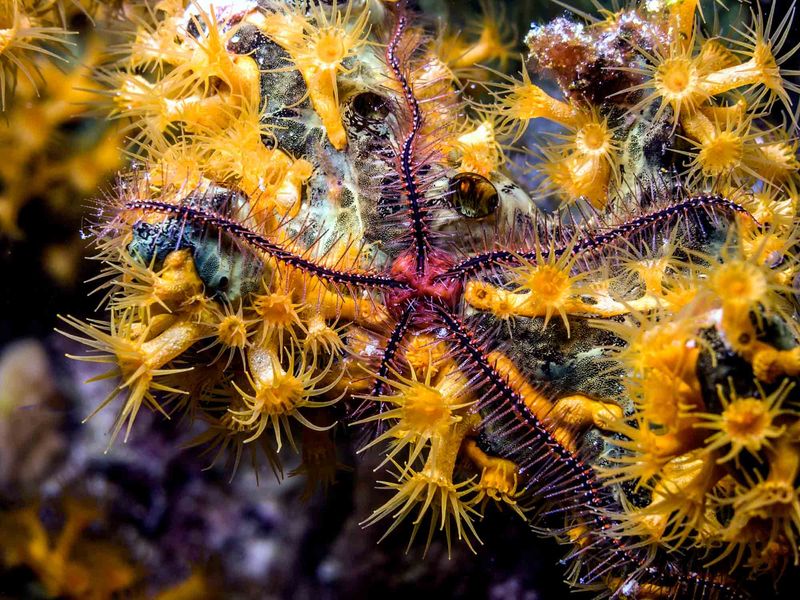 Brittle Star