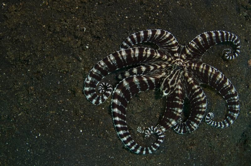 Brittle Star