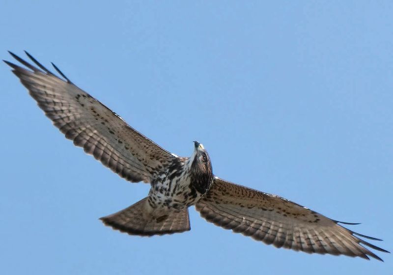 Broad-Winged Hawk