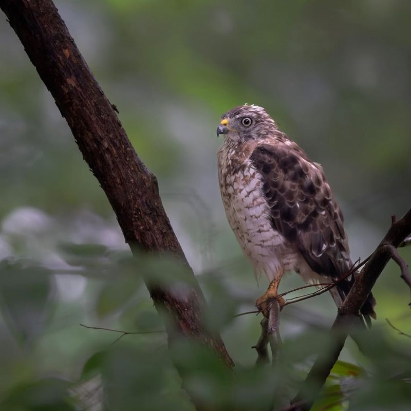 Broad-Winged Hawk