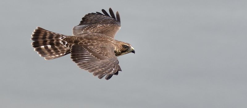 Broad-winged Hawk